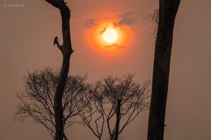 Die Aufnahme zeigt eine dramatische Szene mit einem toten Baum im Vordergrund und der Sonne am Himmel, die von Wolken umgeben ist. (13.10.2024)