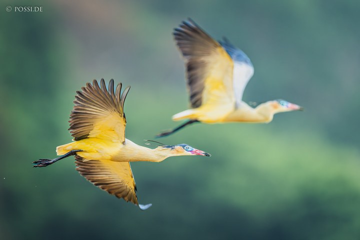 Die beiden Vögel fliegen in der Luft und haben ihre Flügel gespreizt. (14.10.2024)