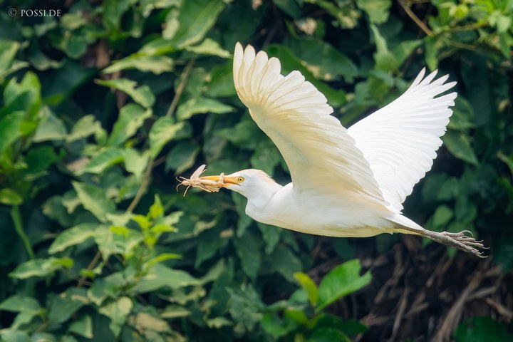 Ein Weißer Reiher fliegt mit einem Insekt im Schnabel durch die Luft, umgeben von grünen Blättern. (14.10.2024)