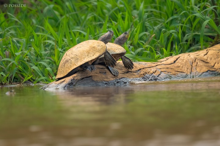 Die Fotografie zeigt zwei Schildkröten, die auf einem Baumstamm in einem Teich sitzen und von Gras umgeben sind. (14.10.2024)
