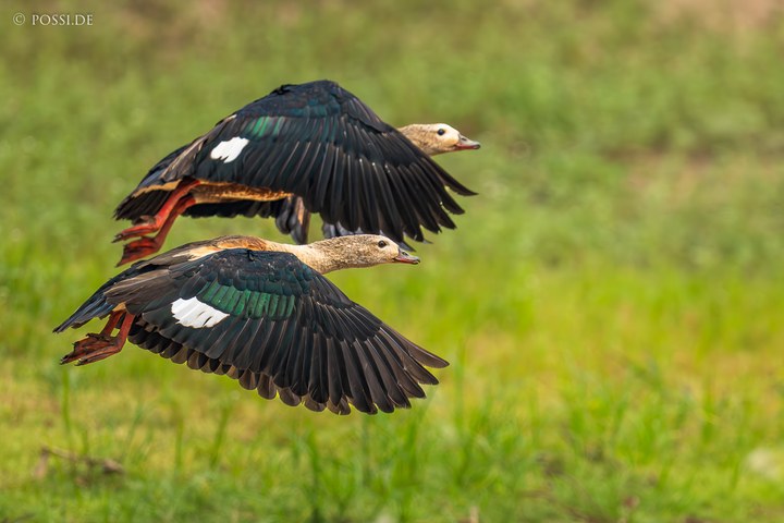 Das Bild zeigt zwei Vögel, die über eine Wiese fliegen. (14.10.2024)
