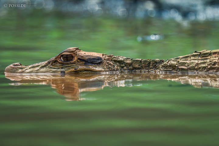 Das Bild zeigt ein Krokodil, das im Wasser schwimmt und sich in der Oberfläche spiegelt. (14.10.2024)