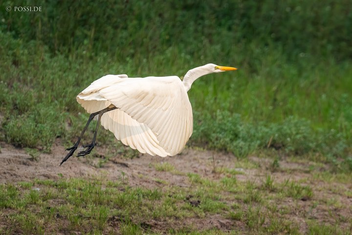 Ein großer weißer Vogel fliegt über eine Wiese, die von Gras und Erde bedeckt ist. (14.10.2024)