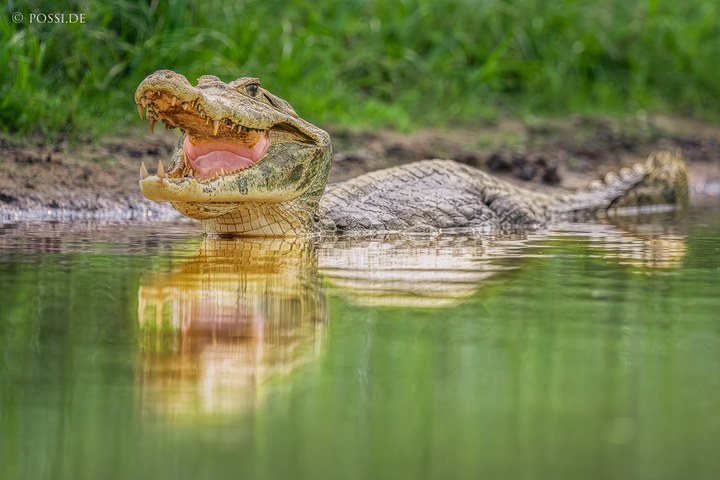 Das Bild zeigt ein Krokodil, das im Wasser liegt und den Mund geöffnet hat. (14.10.2024)