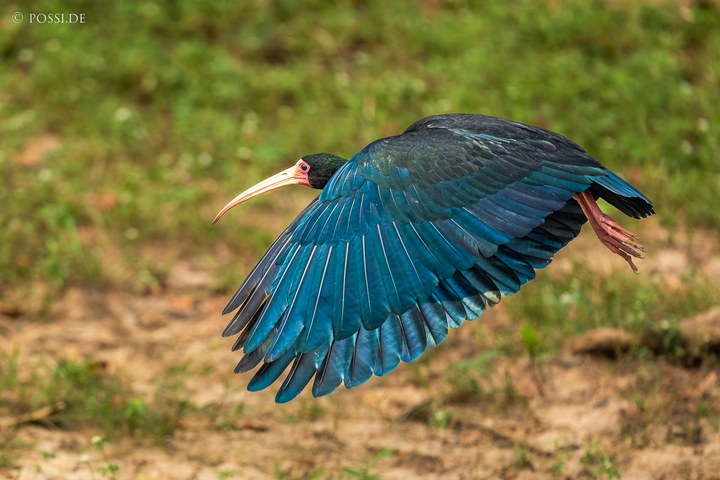 Das Bild zeigt einen Vogel in Flug, der sich über einem grünen Grasboden befindet. (14.10.2024)