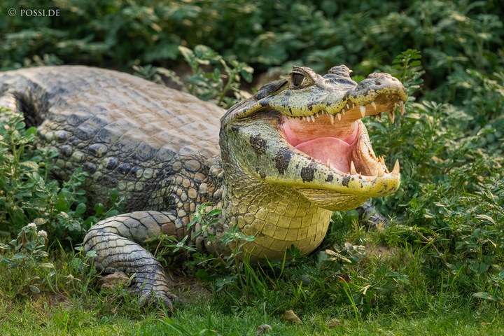 Das Bild zeigt ein Krokodil, das auf dem Gras liegt und den Mund geöffnet hat. (14.10.2024)