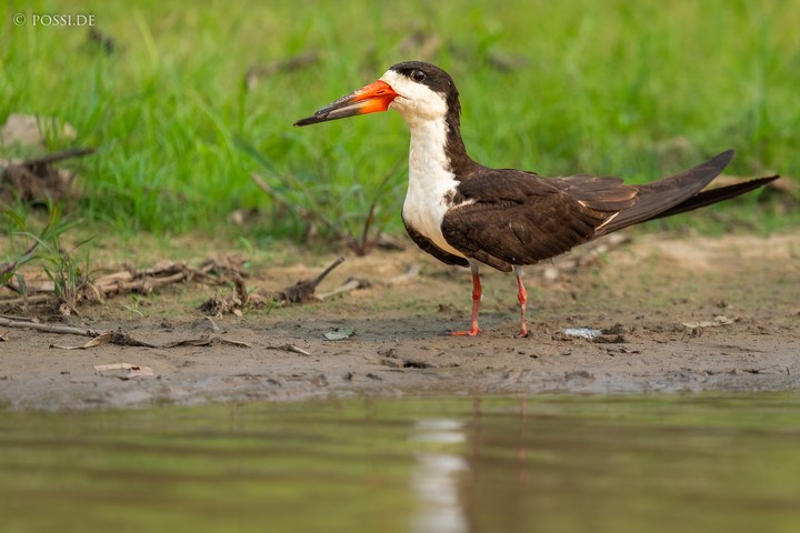 Das Bild zeigt einen Vögel am Ufer eines Teiches, der sich in der Nähe von Gras befindet. (14.10.2024)