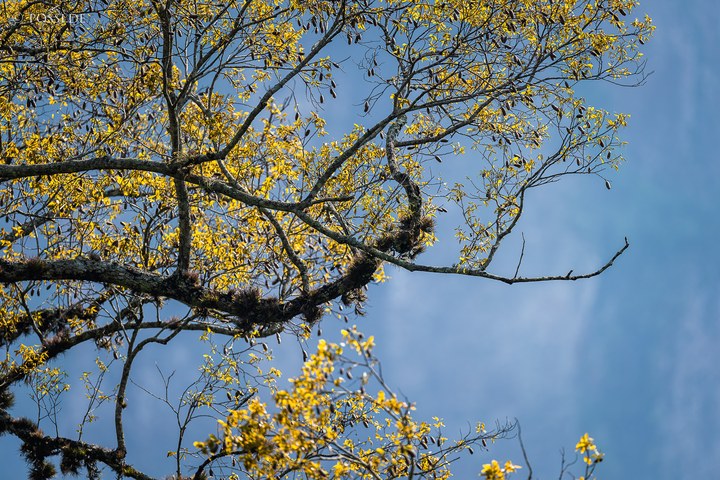 Das Foto zeigt einen Baum mit gelben Blättern vor einem blauen Himmel. (17.10.2024)