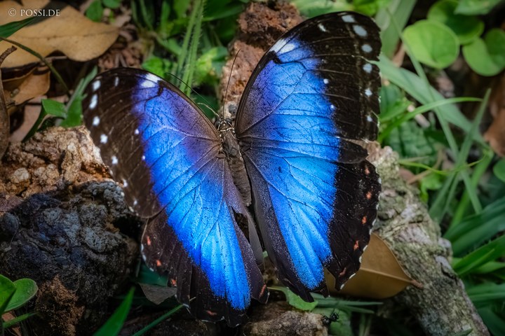 Das Bild zeigt eine lebensechte Aufnahme einer blauen Schmetterlingsart, die auf einem Baumstumpf sitzt und ihre Flügel ausbreitet. (17.10.2024)