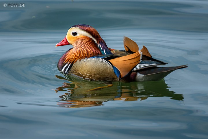 Das Bild zeigt einen Mandarinente in einem Teich, der sich im Wasser spiegelt. (23.03.2025)