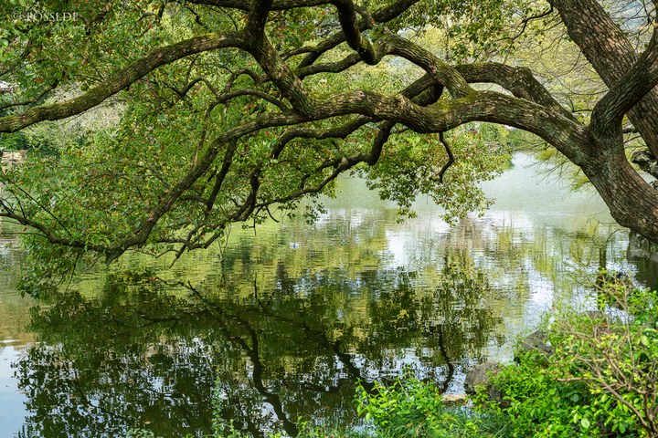 Ein großer Baum mit weit ausladenden Ästen und grünen Blättern spiegelt sich in einem stillen See. (23.03.2025)