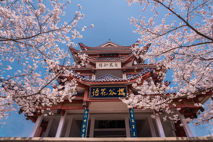 Das Bild zeigt ein traditionelles chinesisches Gebäude mit roten Dachziegeln und weißen Säulen, umgeben von blühenden Kirschbäumen. (26.03.2025)
