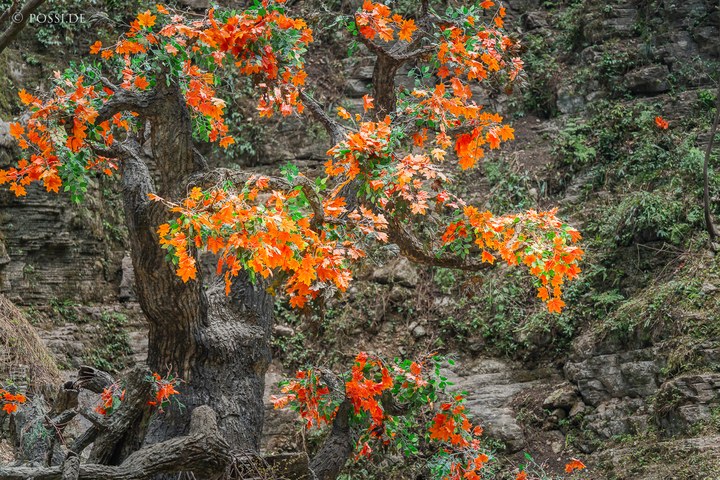 Das Bild zeigt einen Baum mit orangefarbenen Blättern, der vor einem Felsen steht. (31.03.2025)